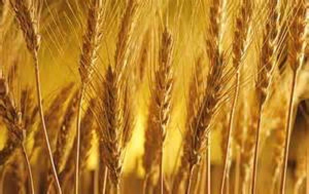 The Feast of Shavuot/Pentecost