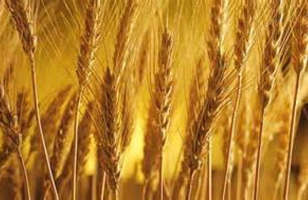 The Feast of Shavuot/Pentecost